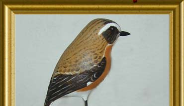 Tarier des prs - Saxicola rubetra