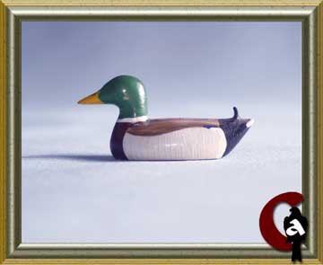 Mallard - Anas platyrhynchos