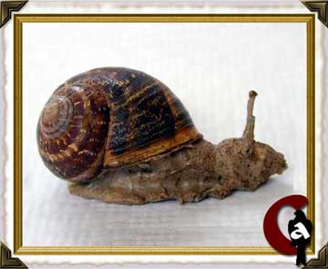 Miniature - snail