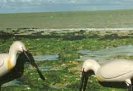 Moments of life - Eurasian spoonbill