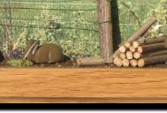 Moments of life - European rabbit