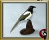 Common magpie - Pica pica