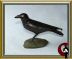 Common raven - Corvus corax
