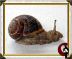 Miniature - snail