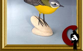 grey wagtail - Motacilla cinerea